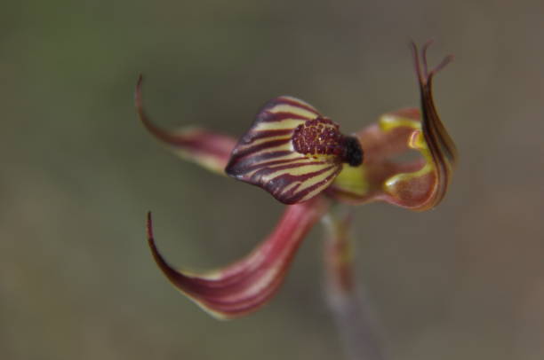 istock Nature at its best- a Lazy spider orchid 1424941648