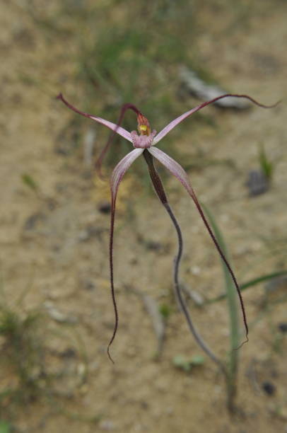 Long drooping petals of a slender spider orchid