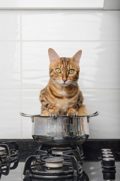 istock Bengal cat in a pot on a gas stove. 1424941847