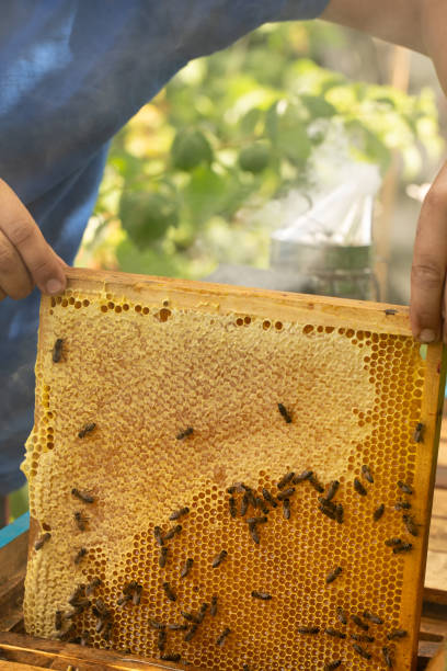istock A frame with honeycombs on which bees put honey into cells. 1424941997