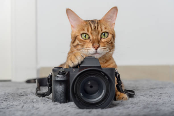 istock Bengal cat lies next to the camera on the carpet. 1424942038