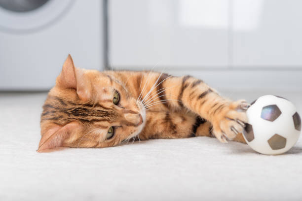 istock Bengal cat plays with a ball on the floor. 1424942193