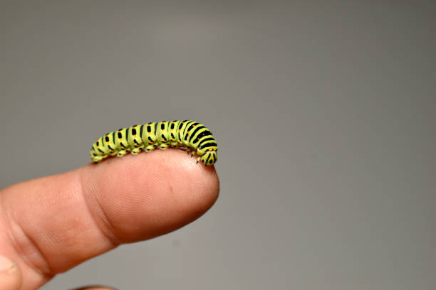 A green caterpillar of a swallowtail butterfly crawls along a person's finger.