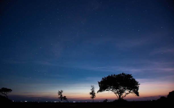istock Silhouette of a tree during twilight with stars 1424942610