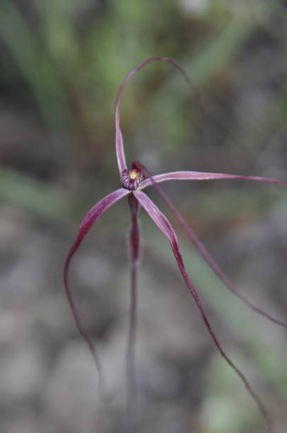 istock Nyabaling red thread spider orchid 1424942617