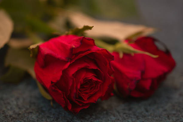 istock macro picture of a red rose 1424943873