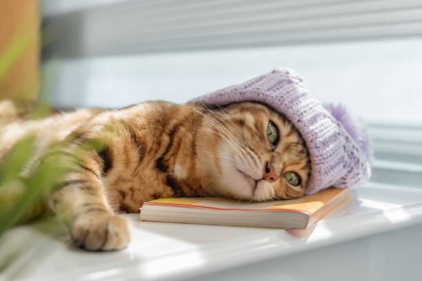 istock Red cat in a hat on a coffee table by the window. 1424944350