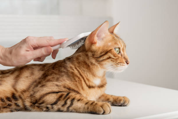 istock The owner carefully combs the Bengal cat. 1424944589