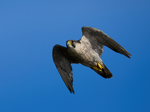 Peregrine falcon (Falco peregrinus) in its natural environment