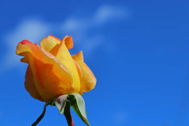istock Romantic orange Rose flower blossom 1424946406