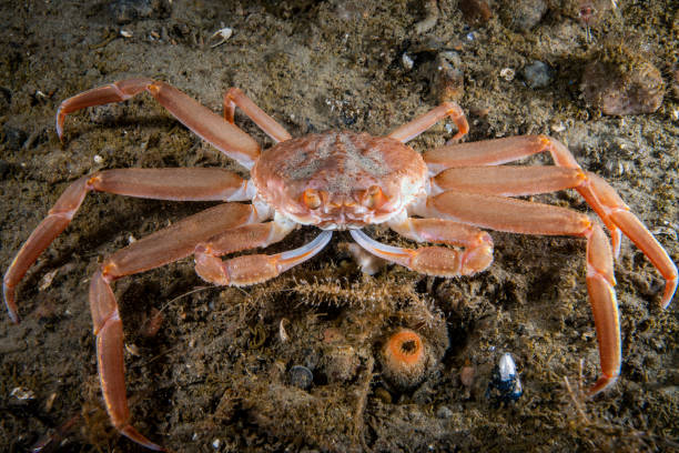 Snow Crab underwater Snow Crab underwater in the St. Lawrence River in canada snow crab photos stock pictures, royalty-free photos & images