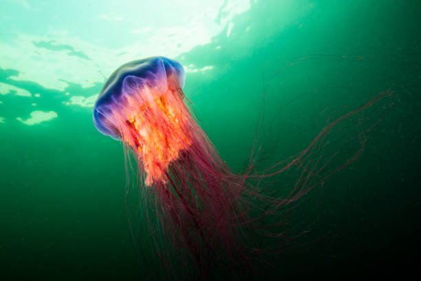 istock Lion's Mane jellyfish underwater 1424948548