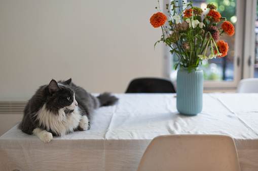 one animal, flower, dining table, dining room