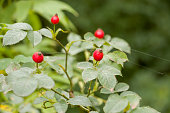 rose-hip.jpg?b=1&s=170x170&k=20&c=sQmh_ny09yG_kAGrBhPJbCLXdrFhkLL5_H3_wZkJ7FM=