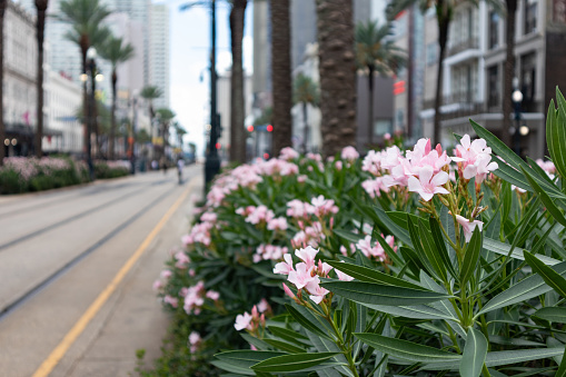 A closeup of beautiful plants and flowers growing along Canal Street in New Orleans Louisiana