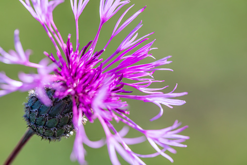 Close-up of a thistle flower on a green background. Beautiful photos of nature. Postcard template with place for text. Natural background.