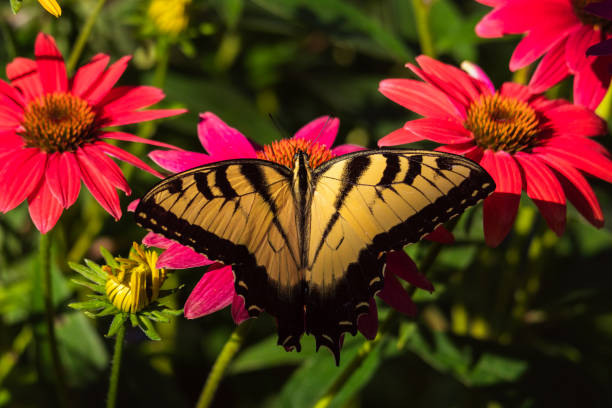 istock Canadian Swallowtail Butterfly on Cone flower 1424950309