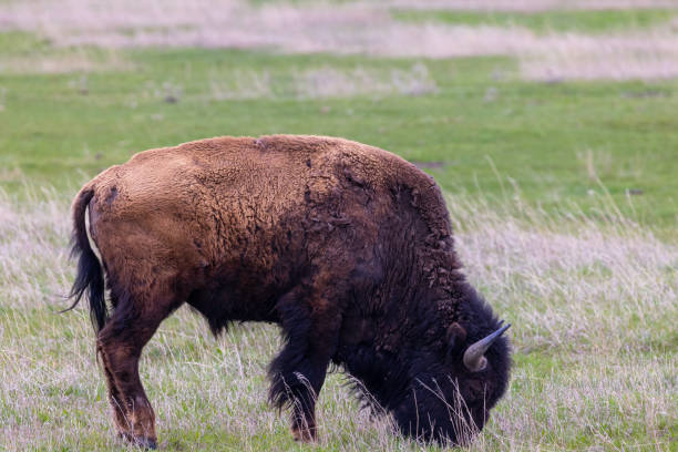 Bison grazing stock photo