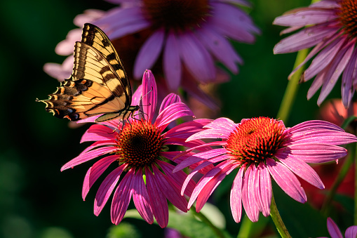 Field of echinacea flowers at sunrise