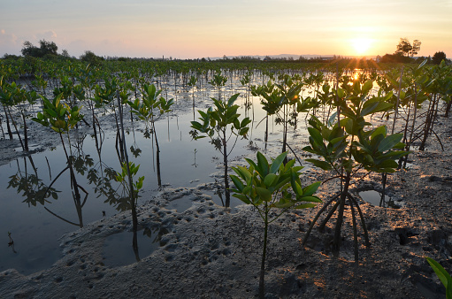 Mangrove Plants in the Morning
