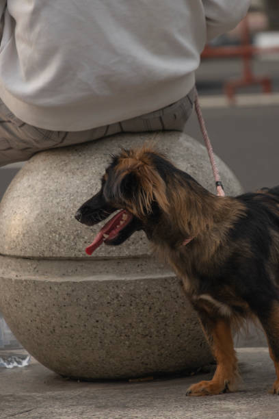 istock dog in the back 1424951115
