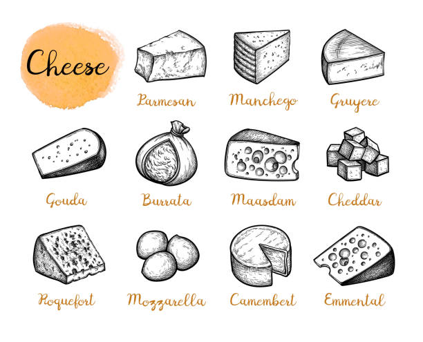 Cheese ink drawings set. Cheese set. Vintage style ink drawing. roquefort cheese stock illustrations