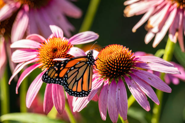 istock Monarch butterfly on pink coneflower 1424952533