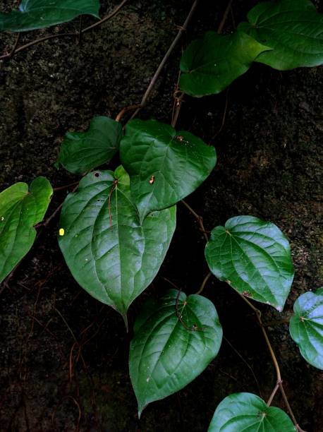 istock The betel plant that propagates on the wall 1424952568