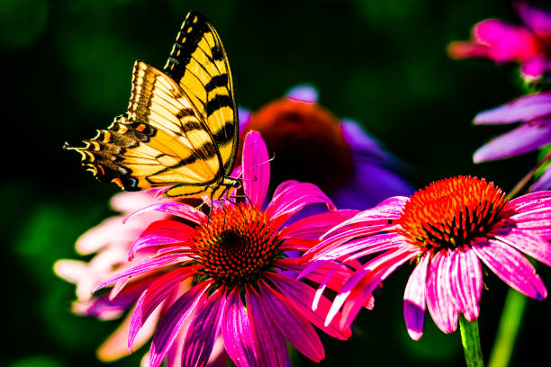 Canadian Swallowtail on purple coneflower, simple background