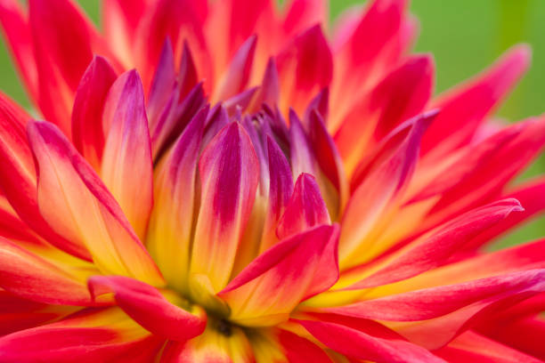 istock Closeup of vibrant, multi-colored dahlia in summer 1424952971