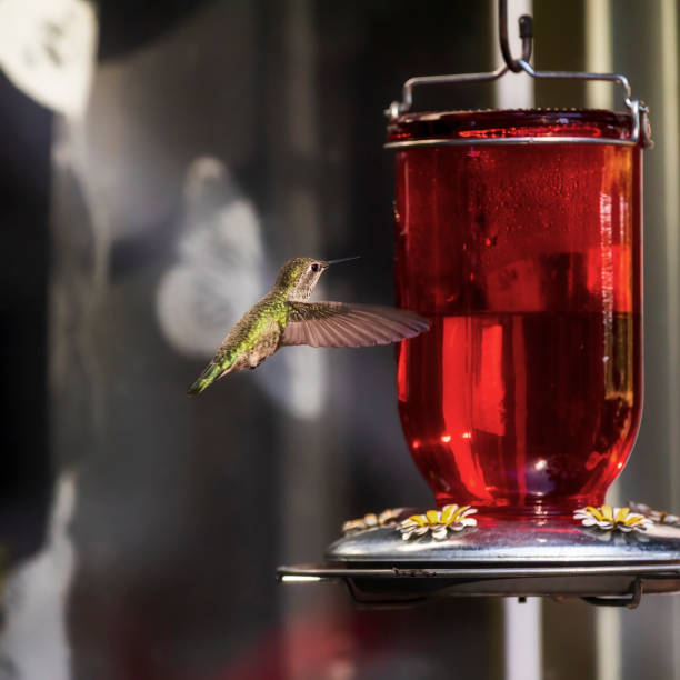 hummingbird stock photo