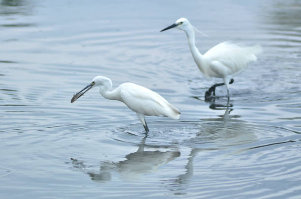 istock White egrets looking for food in ponds 1424955102