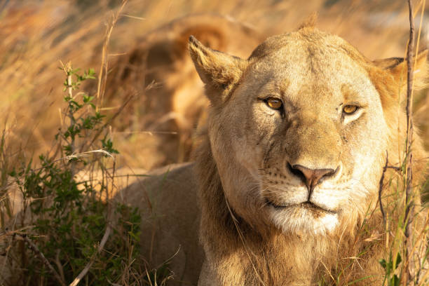istock Lion in the Serengeti 1424955850