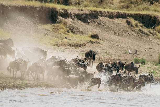istock Wildebeest Great Migration in the Serengeti 1424955853