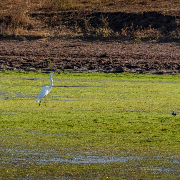 Great Egret Feeding in a marsh stock photo