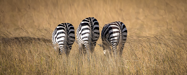 Two zebras eating grass in front of a mountain range in Ngorongoro Conservation Area, Tanzania.