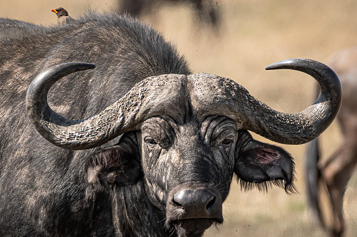 A weakened Cape Buffalo, shortly before dying, stuck in mud on a safari in South Africa where it struggled to find water