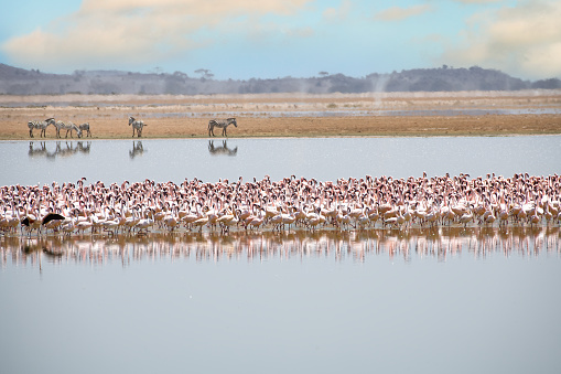 Flamingos and zebras in the Maasai Mara in Kenya