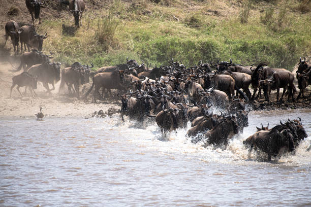 istock Wildebeest Great Migration in the Serengeti 1424955923