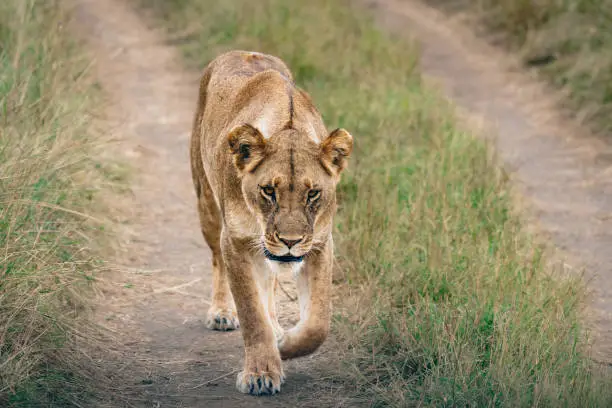 Lioness walking on roadway in the Serengeti