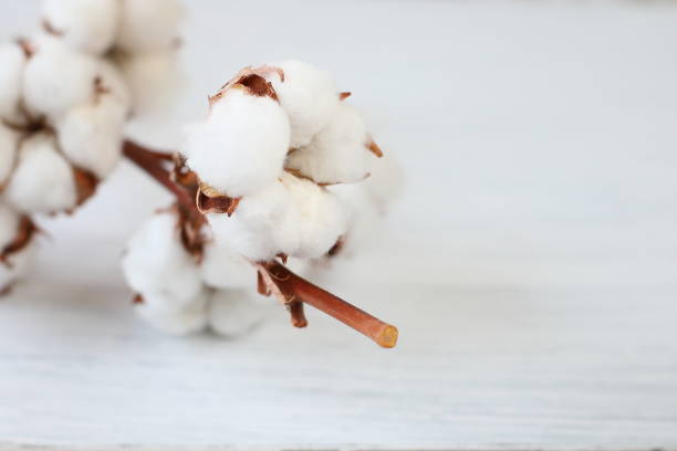 istock White cotton flowers on branch 1424956000