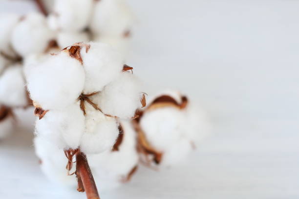 istock White cotton flowers on branch 1424956003