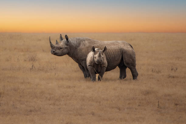 nashörner in den ebenen der serengeti - nashorn stock-fotos und bilder