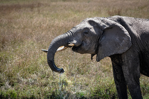 An elephant drinks water at Serengeti National Reserve