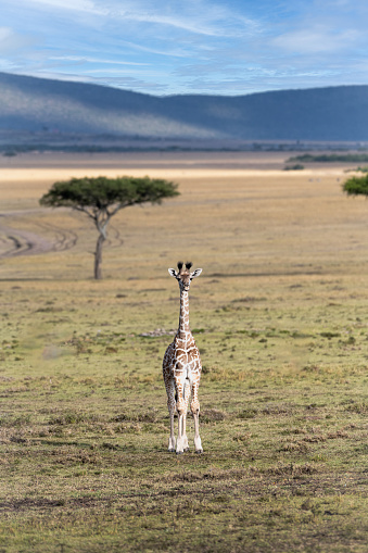 Lone giraffe on the planes in the Serengeti