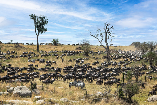 one Zebra looking at camera in the wild, Namibia