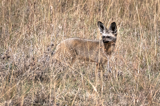 One of the greatest wilderness areas in the world, the Serengeti supports a magnificent diversity and abundance of animals, from the Big Five – lion, leopard, elephant, buffalo and black rhino (although these are rarely spotted) – to giraffe, Grant's gazelle, impala, kongoni, topi and eland.