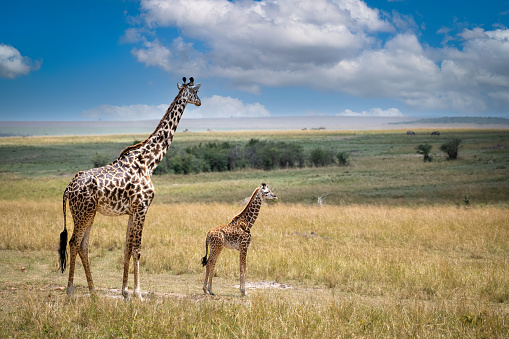 Giraffe and calf on the planes in the Serengeti