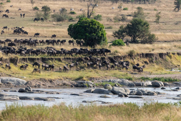 Wildebeest Great Migration in the Serengeti