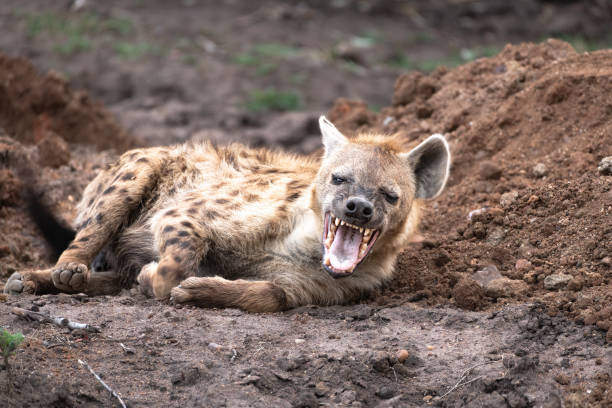 Spotted Hyena in the Serengeti